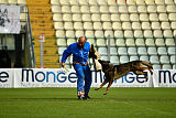 Wiggo of Sports dog
