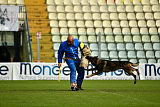 Wiggo of Sports dog