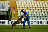 Wiggo of Sports dog
