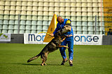 Wiggo of Sports dog