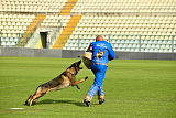 Wiggo of Sports dog