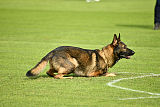Wiggo of Sports dog