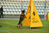 Wiggo of Sports dog