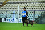 Wiggo of Sports dog