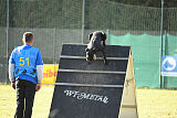 Greif vom Hatzbachtal