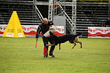 Condor Vikar