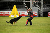 Condor Vikar