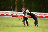 Condor Vikar