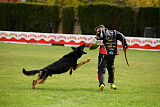 Condor Vikar