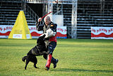 T-Lothar vom Hause Meraner