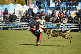 Hunter zu den grauen Birken