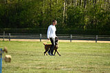 working-dog Frieda