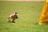 Iris Veranis K-9 Dog Center