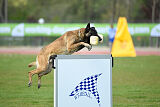 G'Dracarys Force Canina