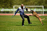 G'Dracarys Force Canina