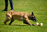 G'Dracarys Force Canina