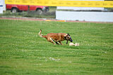 Indy vom Causa Nostre Letitia
