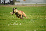Indy vom Causa Nostre Letitia