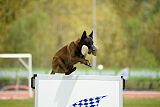 Patriot van de Berlex-Hoeve